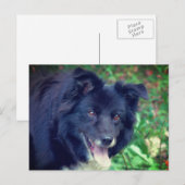 Border Collie Smiling Cute Dog  ポストカード (正面/裏面)