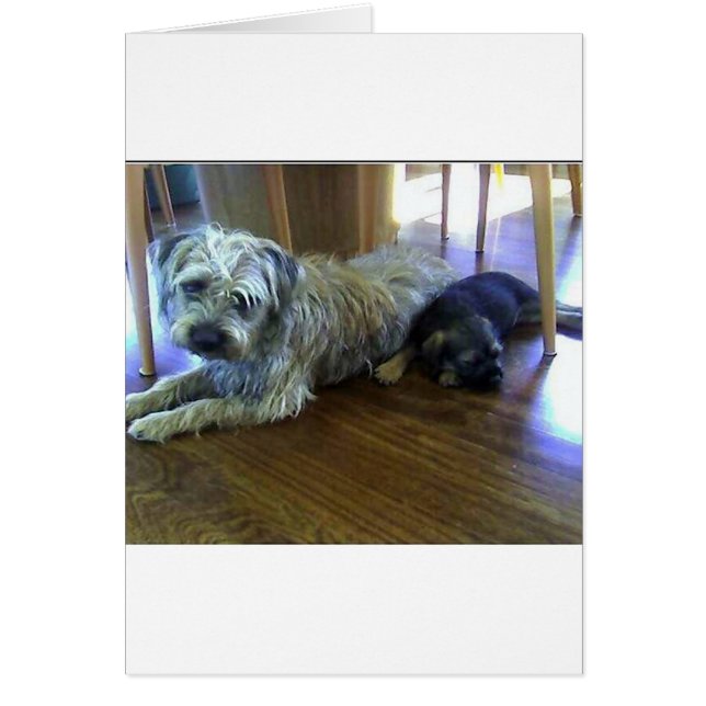 Border_Terrier_brothers2.png (正面)