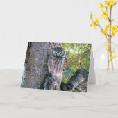 Boreal Owlクローズアップ写真 カード (黄色い花)