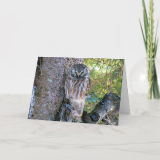 Boreal Owlクローズアップ写真 カード