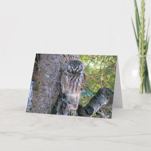 Boreal Owlクローズアップ写真 カード (正面)