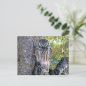 Boreal Owlクローズアップ写真 ポストカード (スタンド正面)