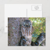 Boreal Owlクローズアップ写真 ポストカード (正面/裏面)