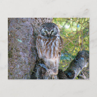 Boreal Owlクローズアップ写真 ポストカード