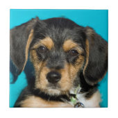 Borkieのかわいい子犬 タイル (正面)