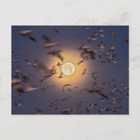 Bosque del Apache National Wildlife Refuge ポストカード (正面)