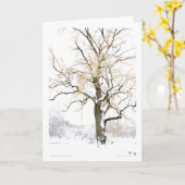 Boston Public Garden:あいさつ文の追加 カード (黄色い花)