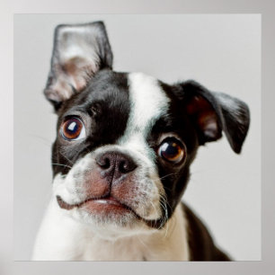 Boston Terrier ポスター