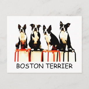 BOSTON TERRIER ポストカード