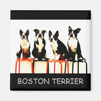 BOSTON TERRIER マグネット