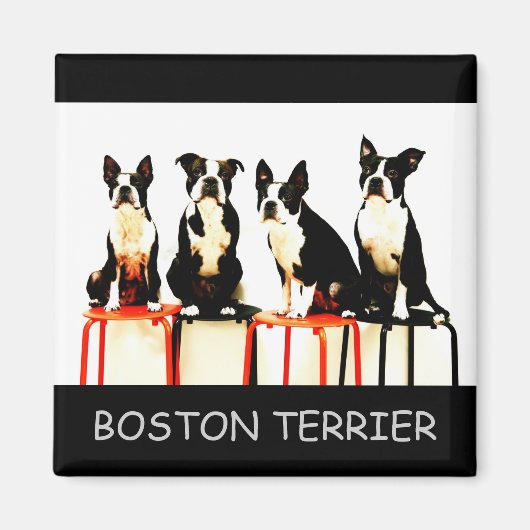 BOSTON TERRIER マグネット (正面)