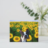 Boston Terrier in Sunflowersはがき ポストカード (スタンド正面)