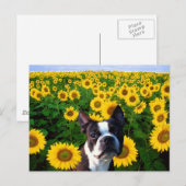 Boston Terrier in Sunflowersはがき ポストカード (正面/裏面)