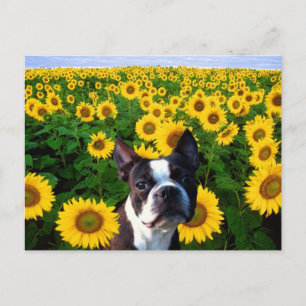 Boston Terrier in Sunflowersはがき ポストカード