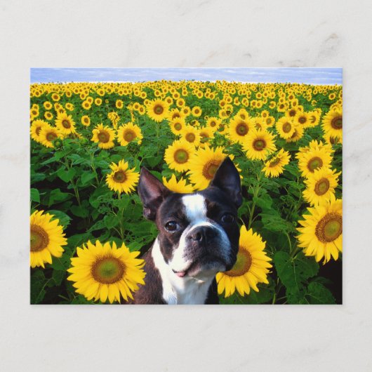 Boston Terrier in Sunflowersはがき ポストカード (正面)