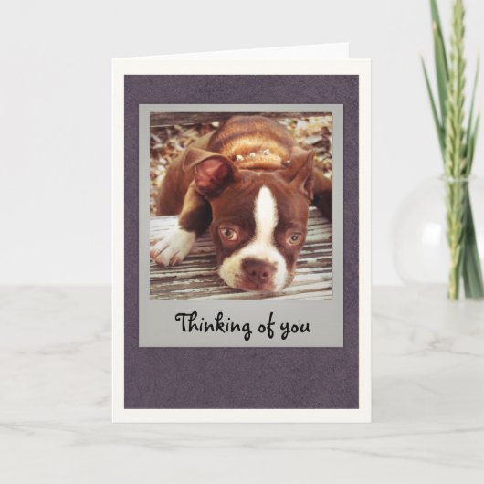 Boston Terrier Thinking of You Card カード (正面)