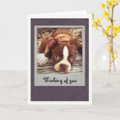 Boston Terrier Thinking of You Card カード (黄色い花)