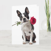 Boston Terrier Valentine – Dapper Love カード (正面)