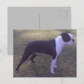 BostonTerrierはがき ポストカード (正面/裏面)