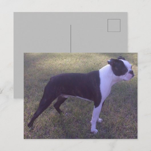 BostonTerrierはがき ポストカード (正面/裏面)