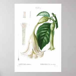 BOTANICAL "ANGEL'S TRUMPET" REDOUTÉ POSTER ポスター