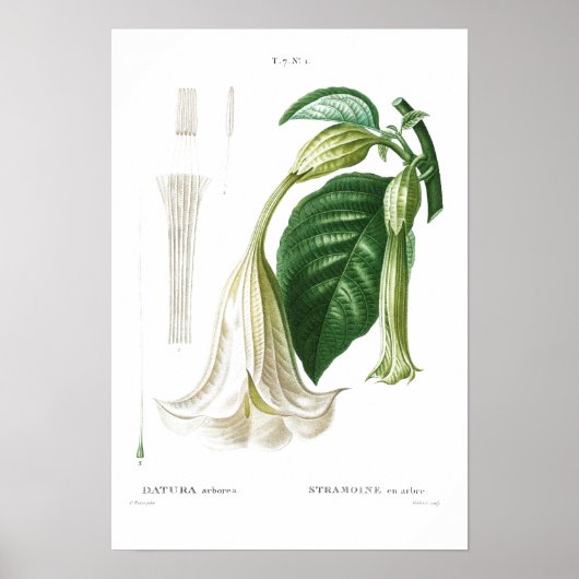 BOTANICAL "ANGEL'S TRUMPET" REDOUTÉ POSTER ポスター (正面)