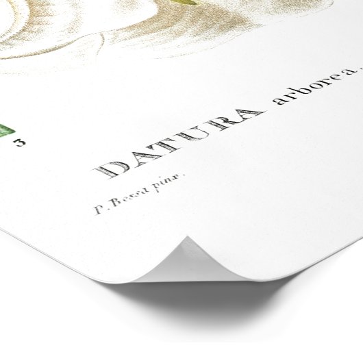 BOTANICAL "ANGEL'S TRUMPET" REDOUTÉ POSTER ポスター (角)