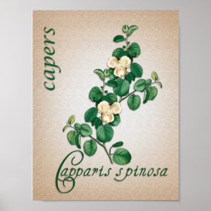 Botanical aromatherapy illustration of Capers ポスター