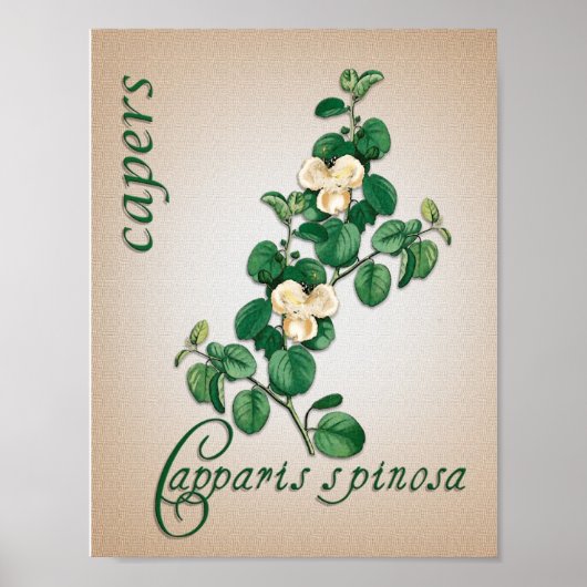 Botanical aromatherapy illustration of Capers ポスター (正面)