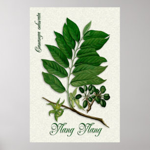 Botanical aromatherapy illustration of Ylang Ylang ポスター