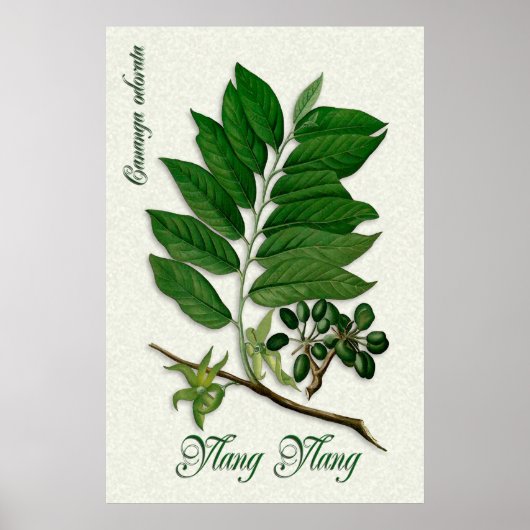 Botanical aromatherapy illustration of Ylang Ylang ポスター (正面)