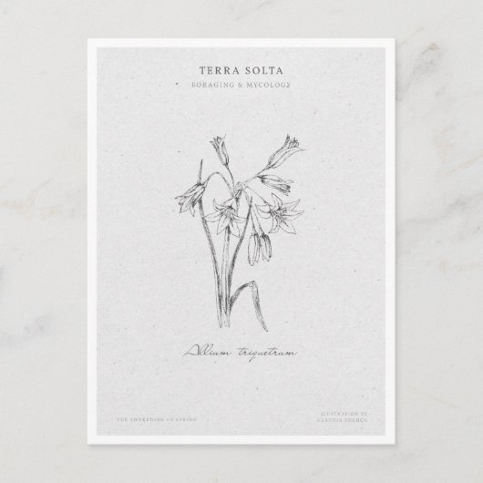 Botanical Illustration 4 'The Awakening of Spring' ポストカード (正面)