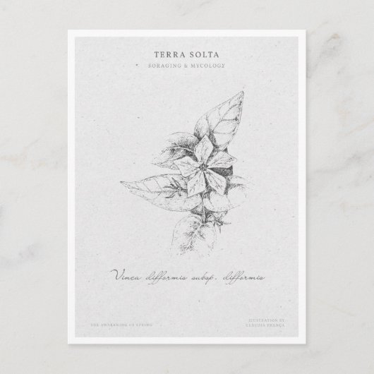 Botanical Illustration 5 'The Awakening of Spring' ポストカード (正面)