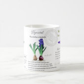 Botanical mug Hyacinth in my garden.  コーヒーマグカップ (中央)
