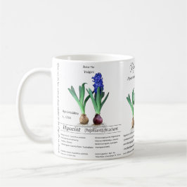Botanical mug Hyacinth in my garden.  コーヒーマグカップ