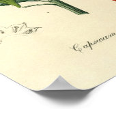 Botanical Print - Chili - Capsicum Annuum ポスター (角)
