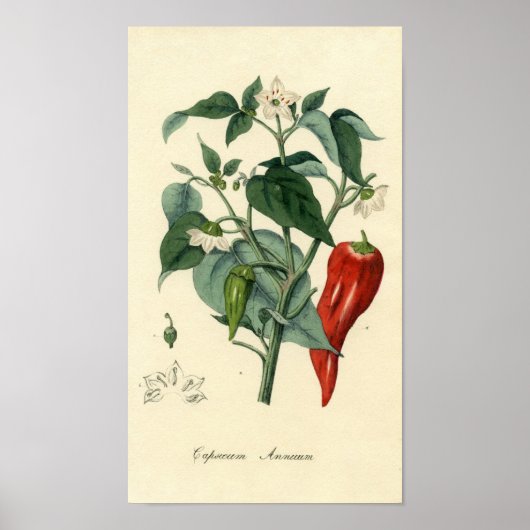 Botanical Print - Chili - Capsicum Annuum ポスター (正面)