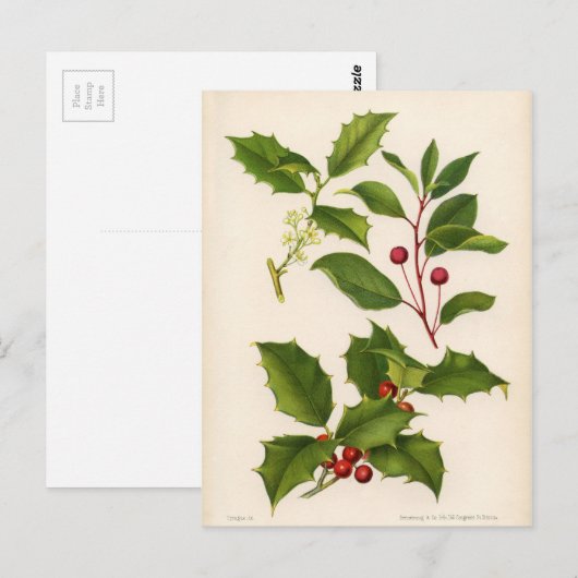 Botanical Print - Mountain & American Holly ポストカード (正面/裏面)