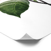 Botanical print of PINK MAGNOLIA by Redoute ポスター (角)