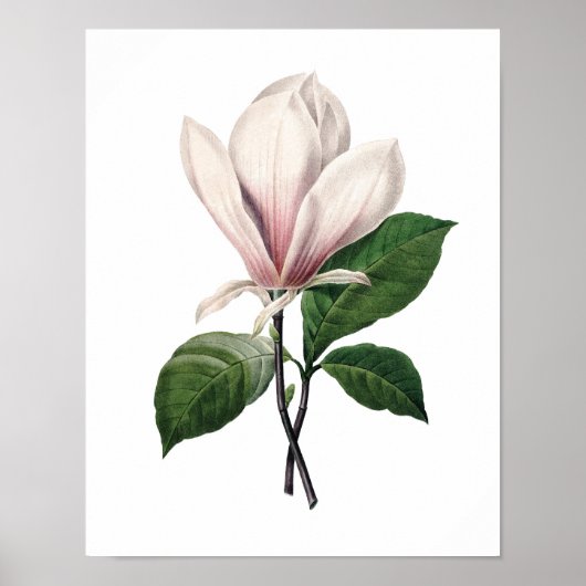 Botanical print of PINK MAGNOLIA by Redoute ポスター (正面)