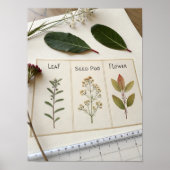 Botanical Scientific Plate ポスター (正面)