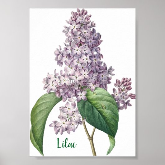Botanical Watercolor Lilac Illustration ポスター (正面)