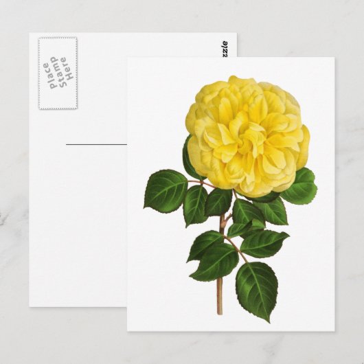 Botanical Yellow Peony ポストカード (正面/裏面)