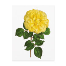 Botanical Yellow Peony