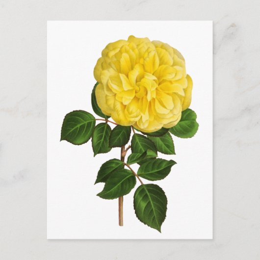 Botanical Yellow Peony ポストカード (正面)