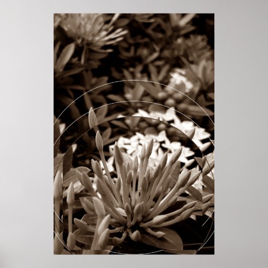 Botões ポスター (正面)