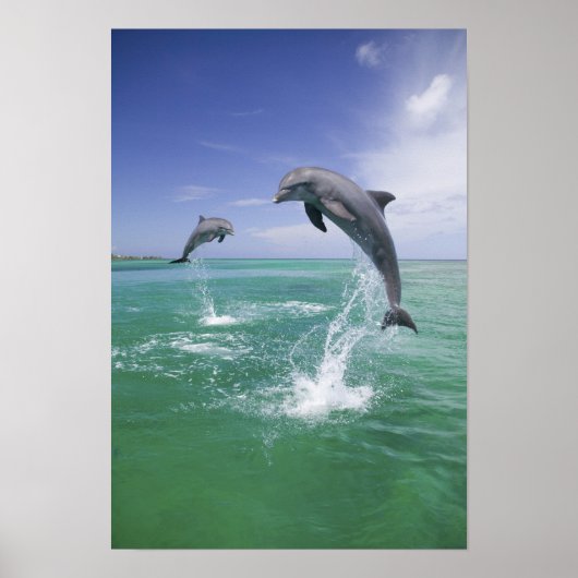 Bottlenose Dolphins Tursiops truncatus) 4 ポスター (正面)