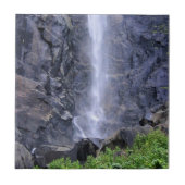 Bottom of Bridalveil秋, Yosemite, CA タイル (正面)