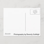 Bougainvilla -聖なる書物、 経典：ソロモンの歌2:12 ポストカード (裏面)