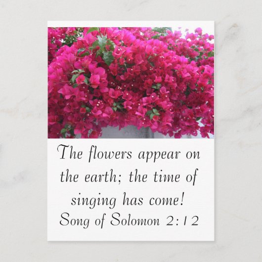 Bougainvilla -聖なる書物、 経典：ソロモンの歌2:12 ポストカード (正面)